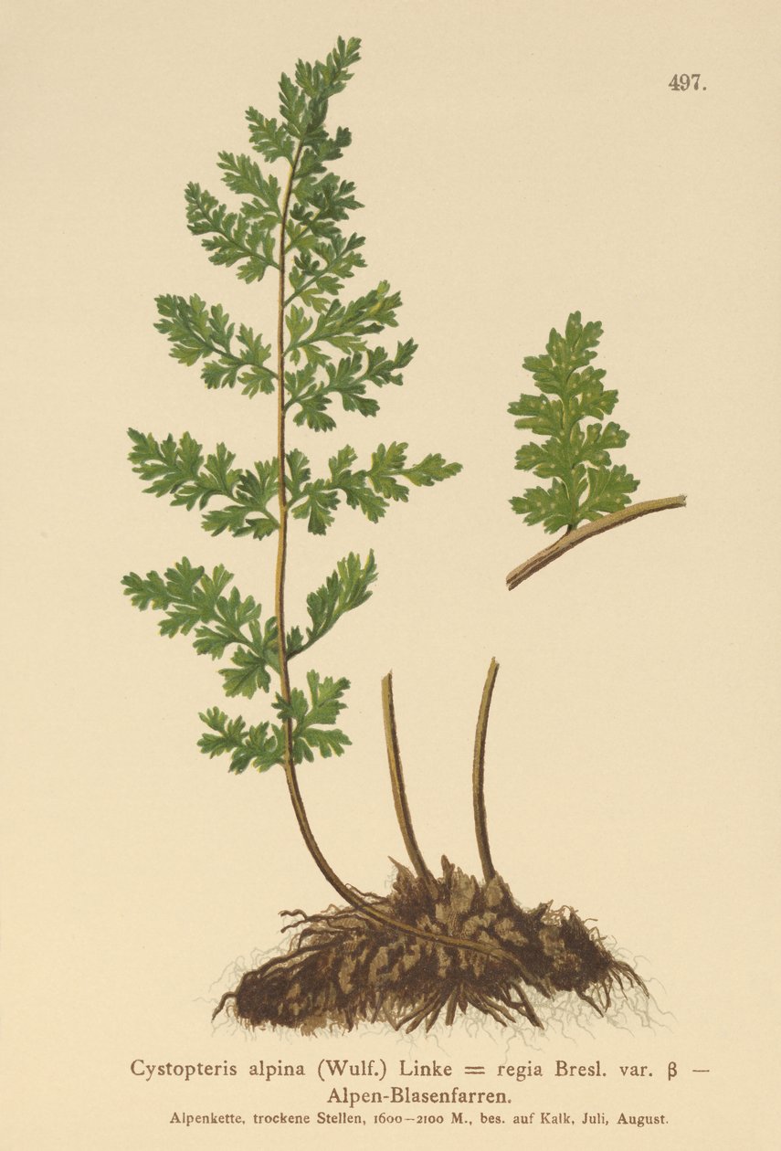 Alpejska Paproć Pęcherzowa (Cystopteris alpina, Cystopteris regia) autorstwa German School