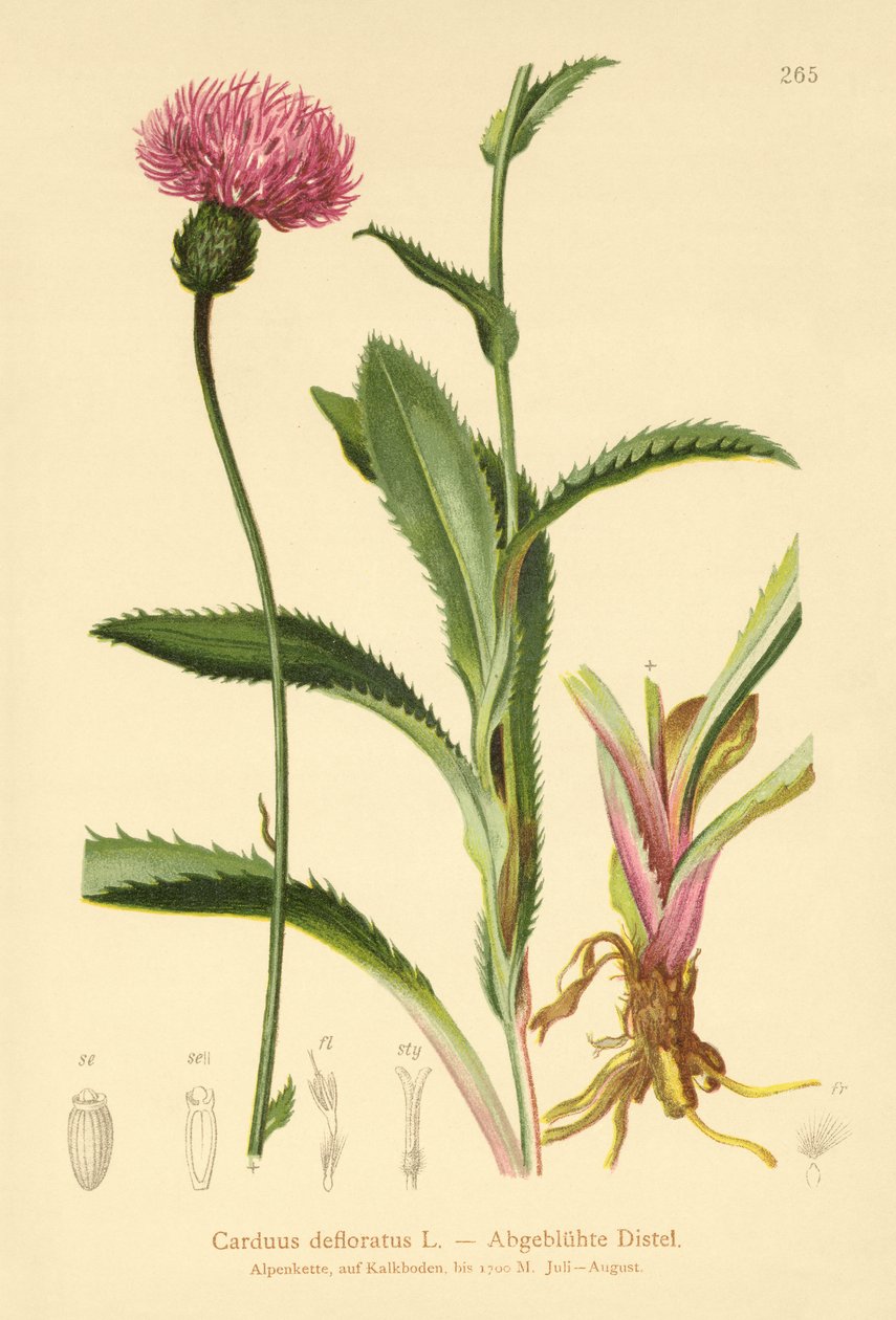 Уулын Thistle (Carduus defloratus) поли autorstwa German School