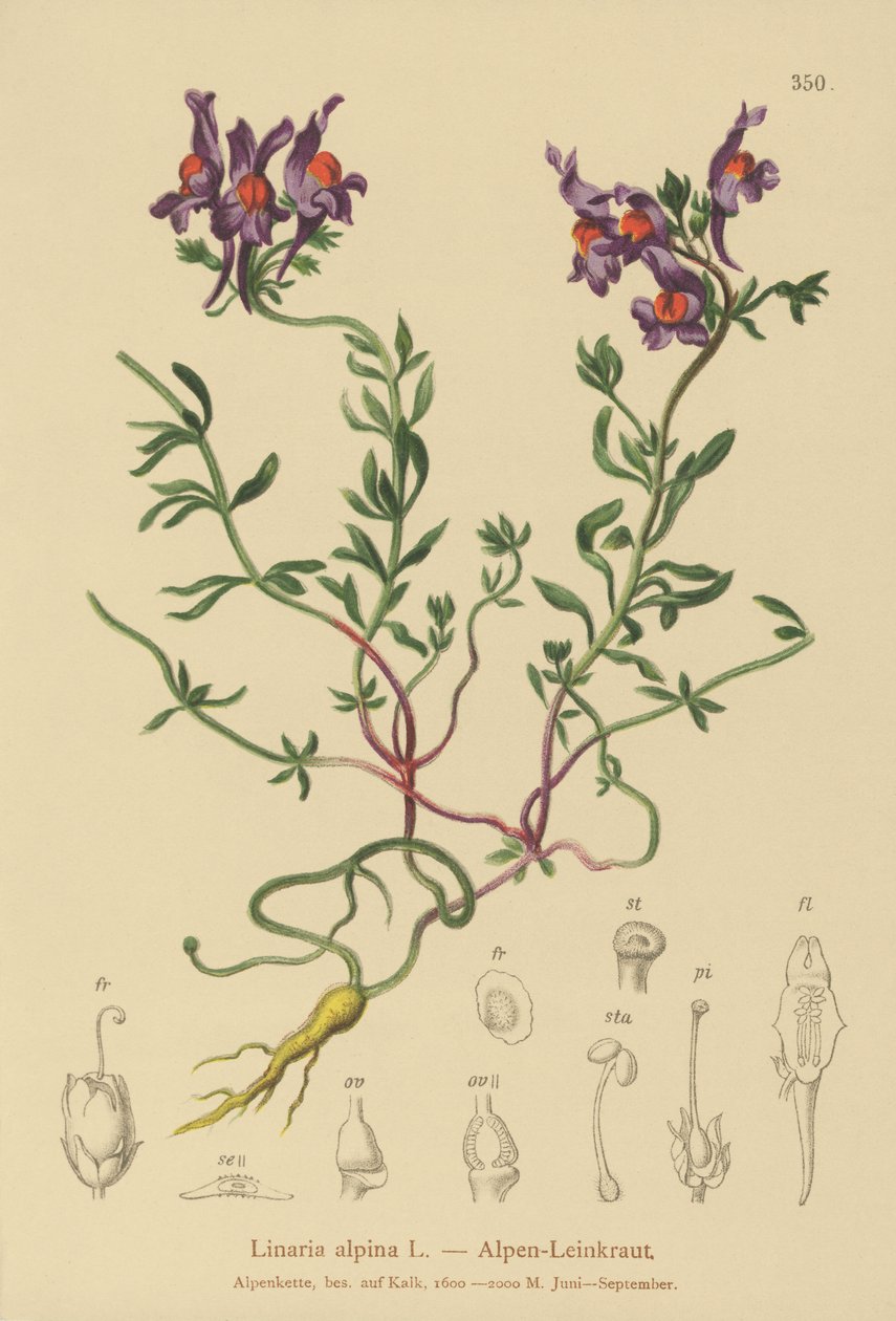Ropucha alpejska (Linaria alpina) autorstwa German School