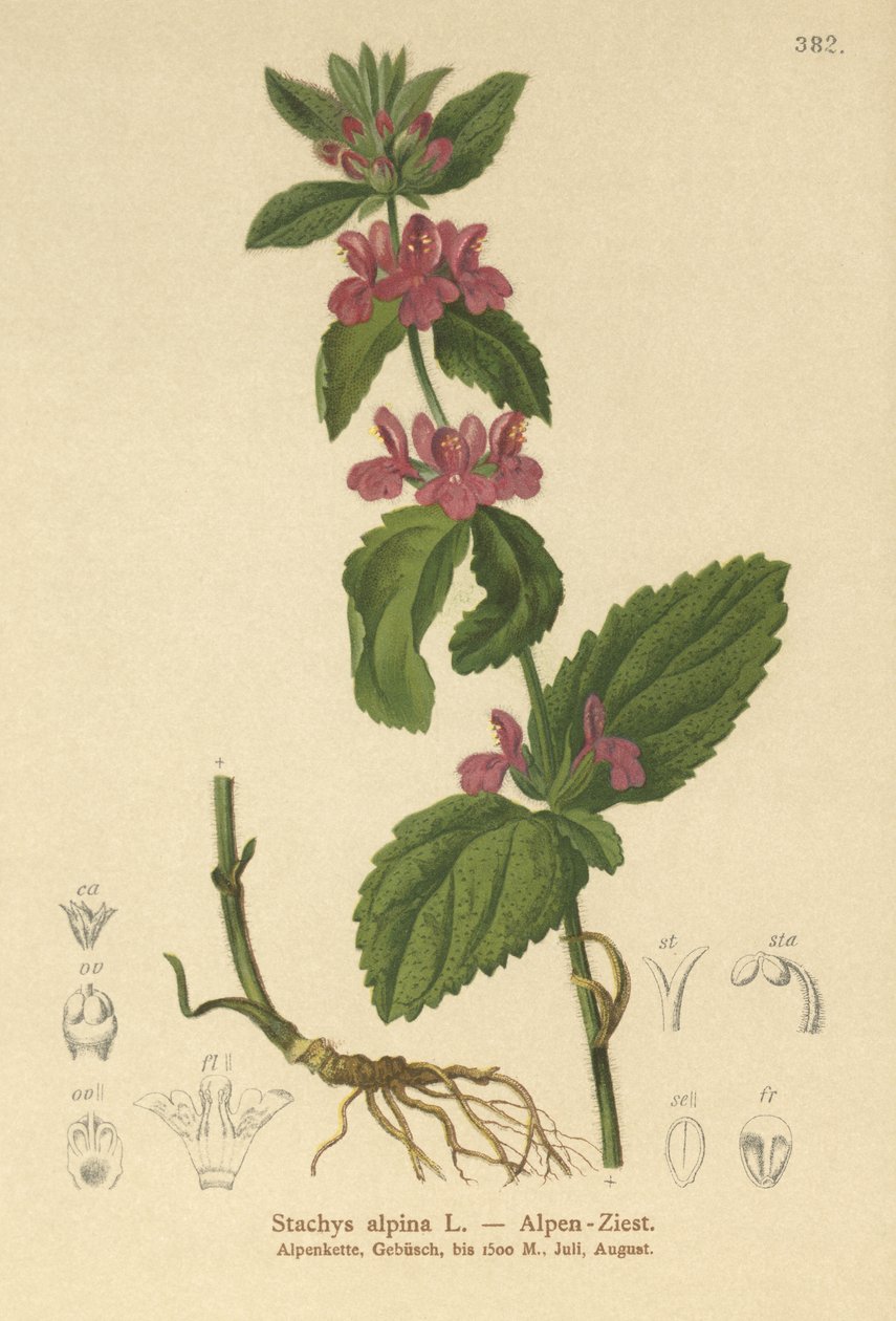 Rogacz alpejski (Stachys alpina) autorstwa German School