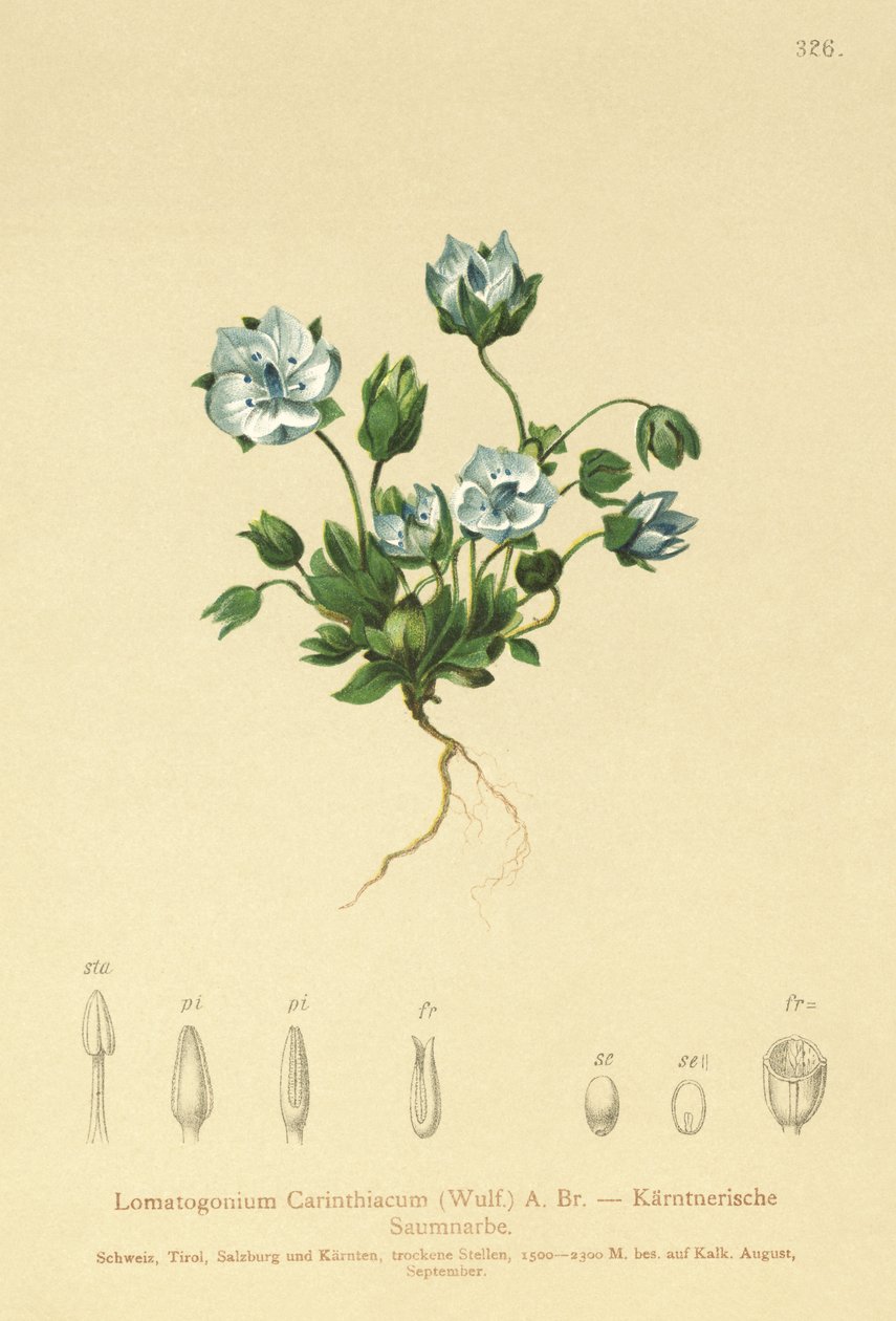 Niebieska Kolczatka (Lomatogonium Carinthiacum) autorstwa German School