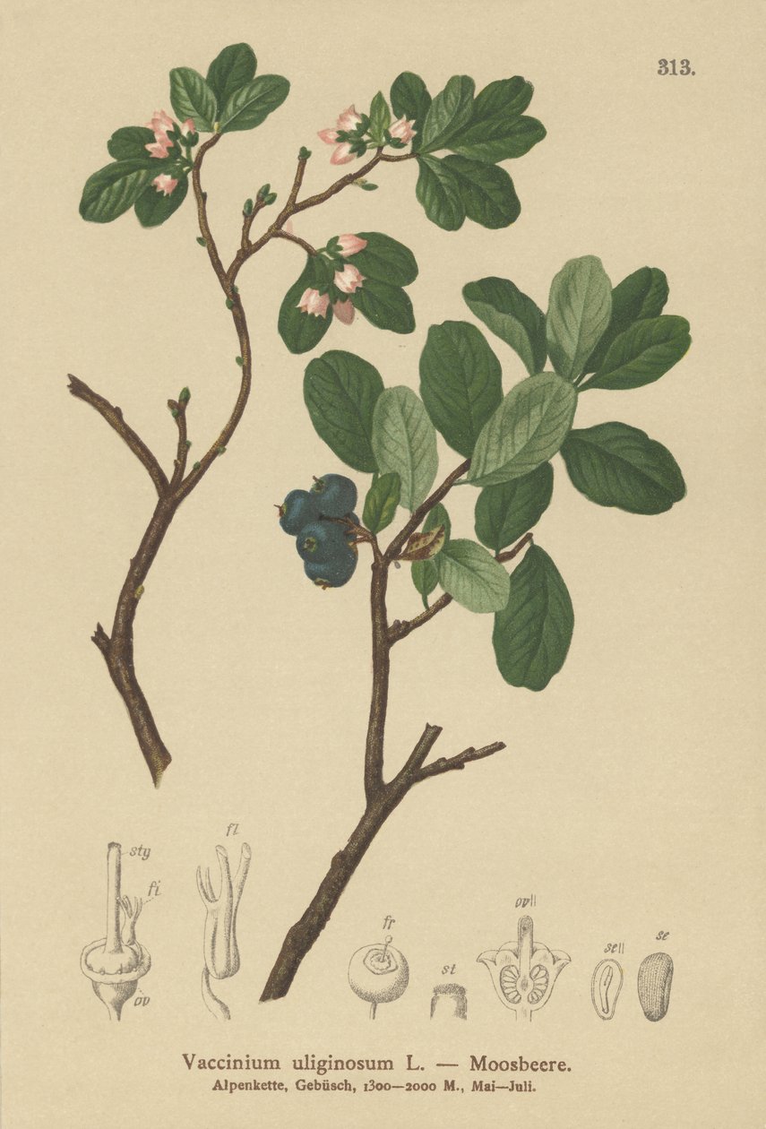 Borówka bagienna (Vaccinium uliginosum) autorstwa German School