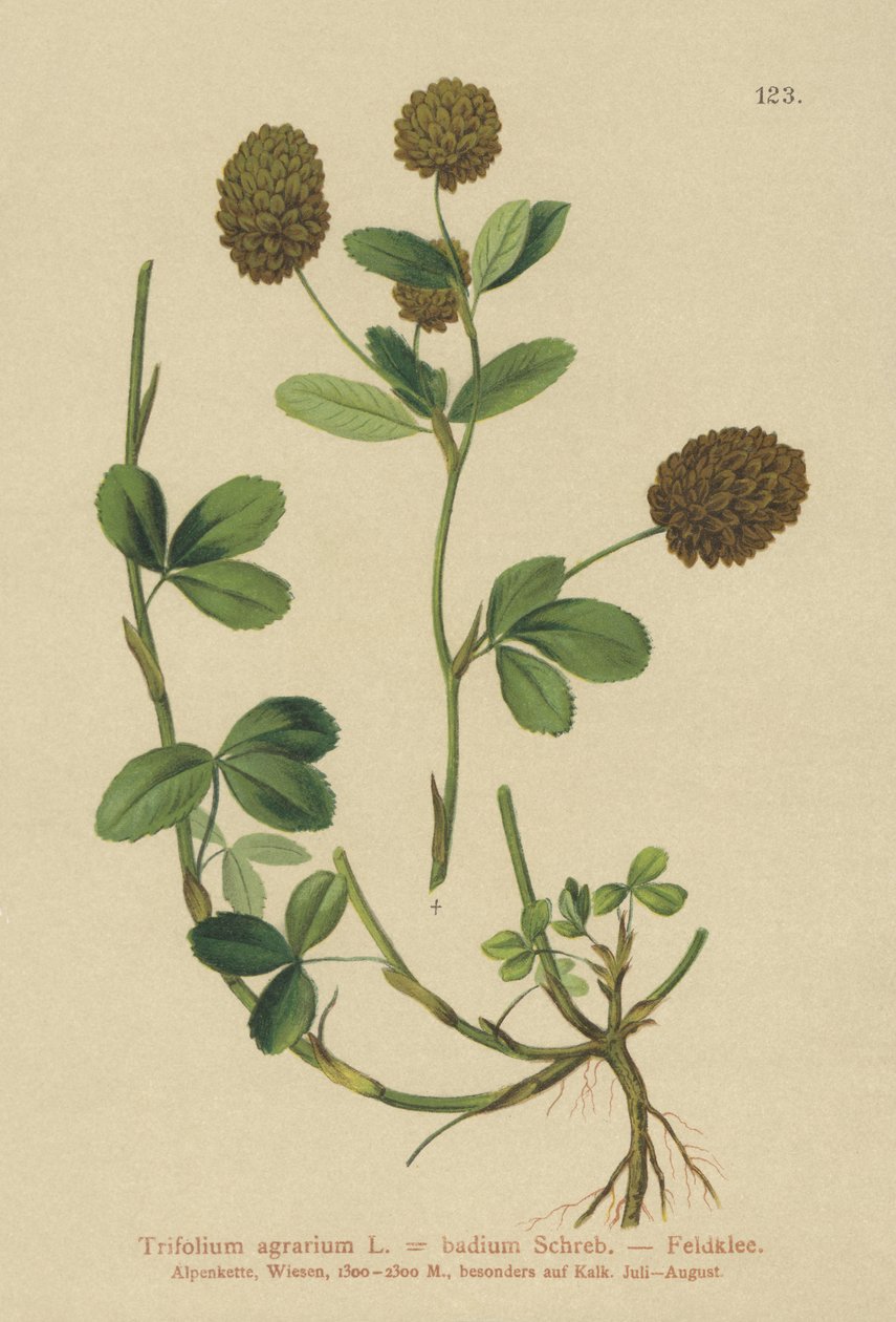 Koniczyna brunatna (Trifolium agrarium, Trifolium badium) autorstwa German School