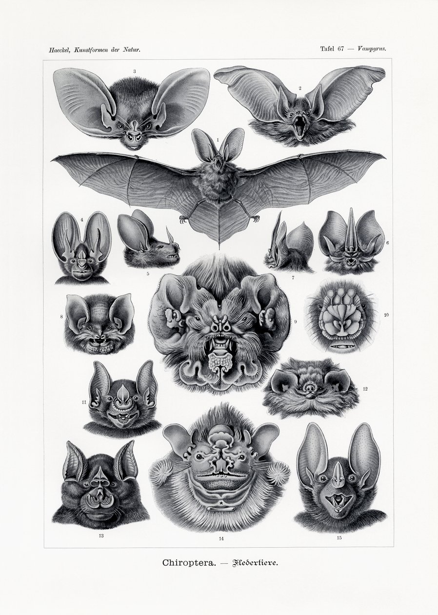 Chiroptera, 1899-1904 autorstwa German School