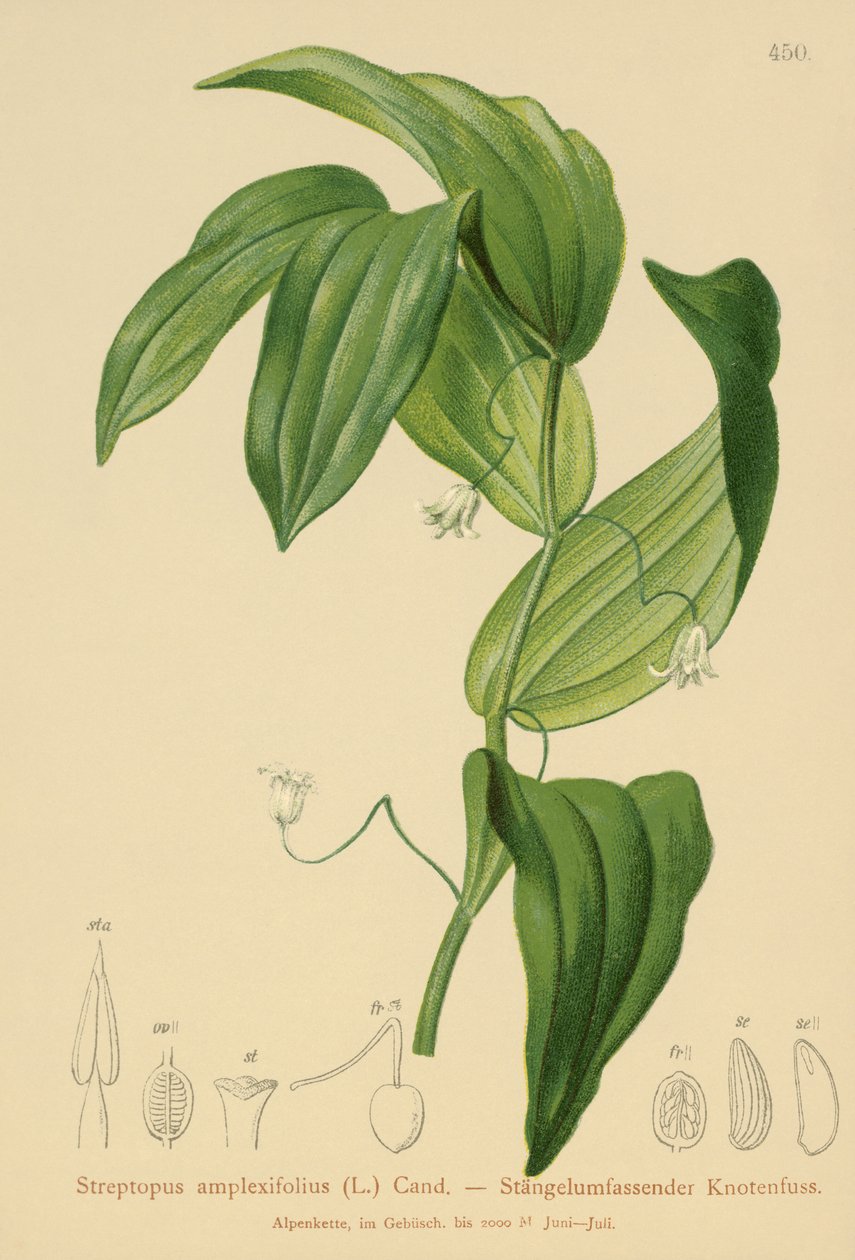 Skręcona łodyga liściasta (Streptopus amplexifolius) autorstwa German School