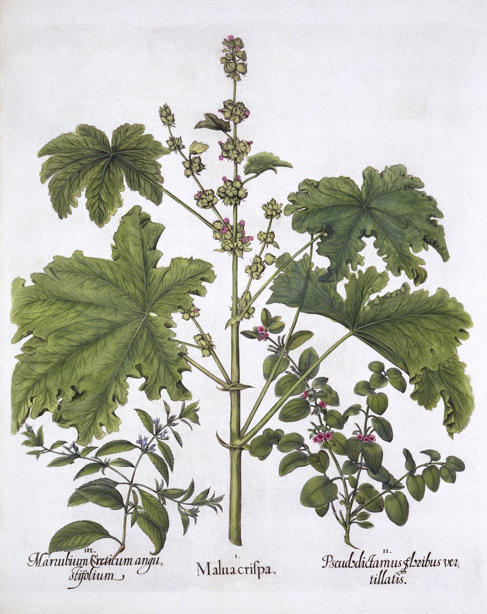 Zakręcony Mallow, Fałszywa Dittany, Horehound Kreteński, z Hortus Eystettensis, Basil Besler (1561-1629), wyd. 1613 (grawerowanie ręcznie kolorowane) autorstwa German School