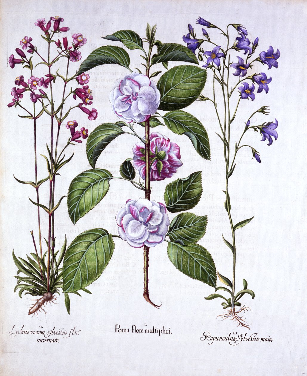 Jabłko podwójnie kwiatowe, niemiecka muchówka i dzwonek, z Hortus Eystettensis, Basil Besler (1561-1629), wyd. 1613 (grawerowanie ręcznie kolorowane) autorstwa German School