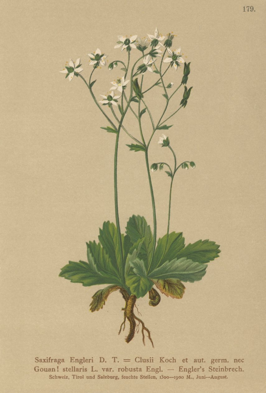 Skalnica Engerlis (Saxifraga Engerli, Saxifraga Clusii) autorstwa German School