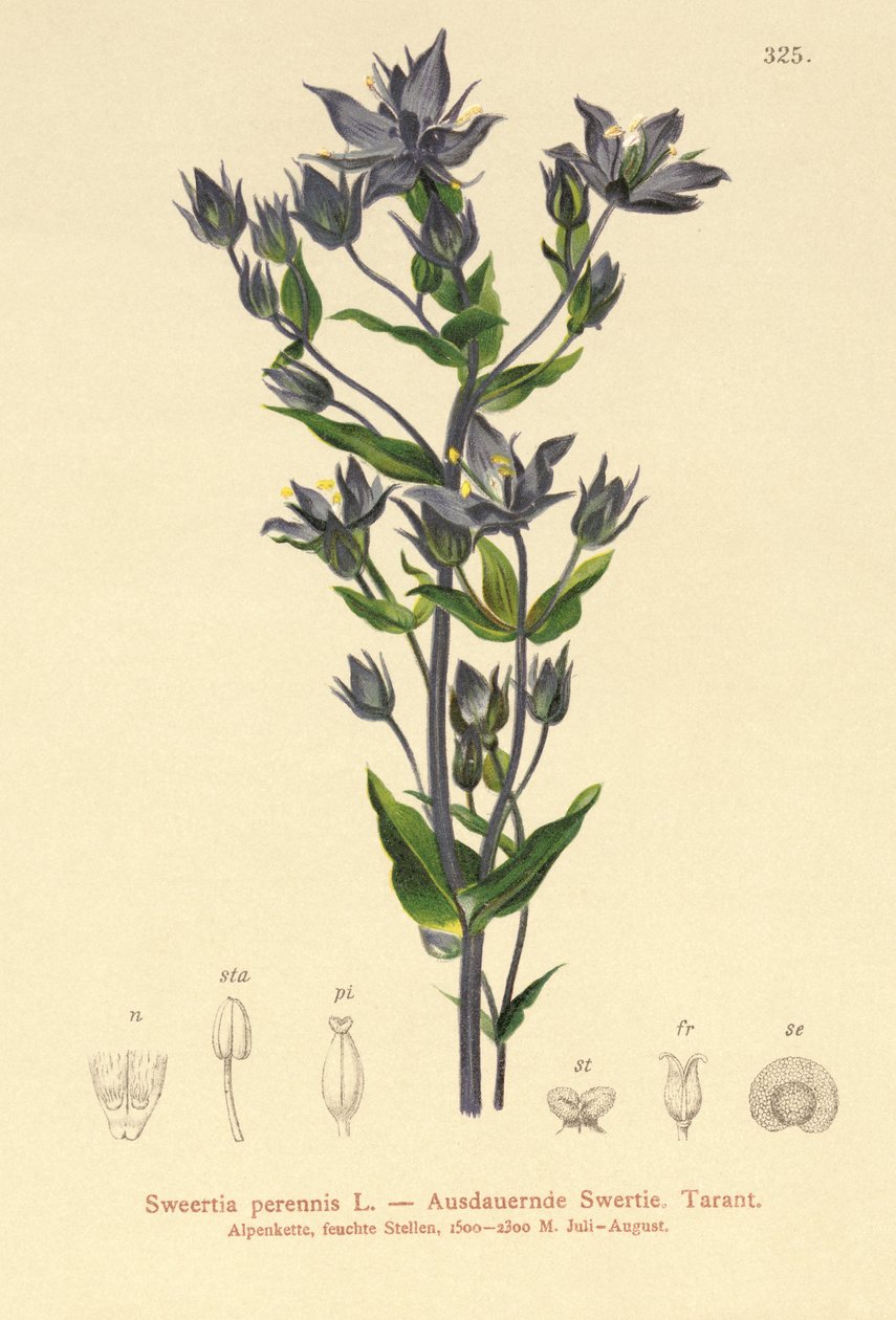 Koczownik zwyczajny (Sweertia perennis) autorstwa German School