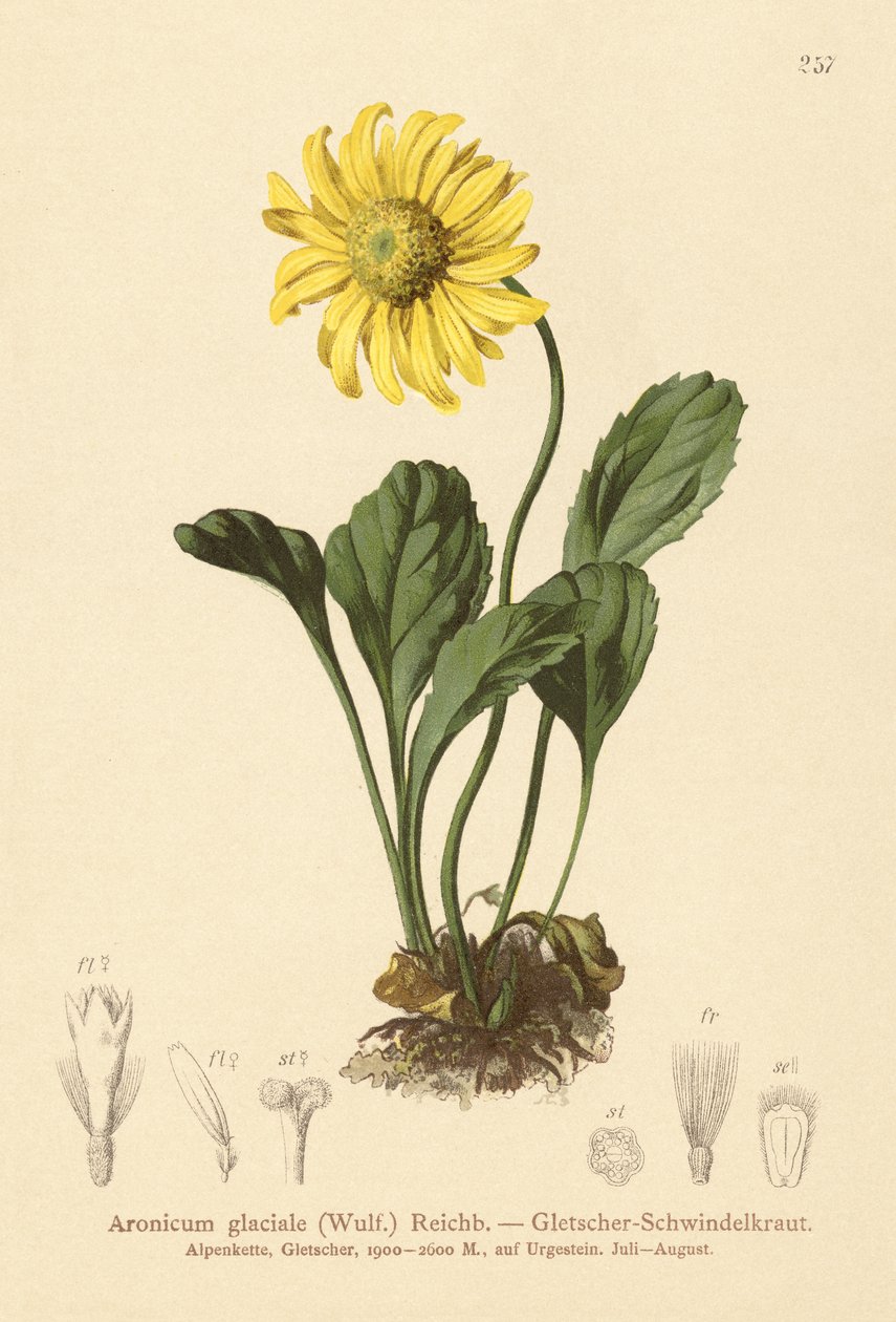 Zmora lodowców (Aronicum glaciale, Doronicum glaciale) autorstwa German School