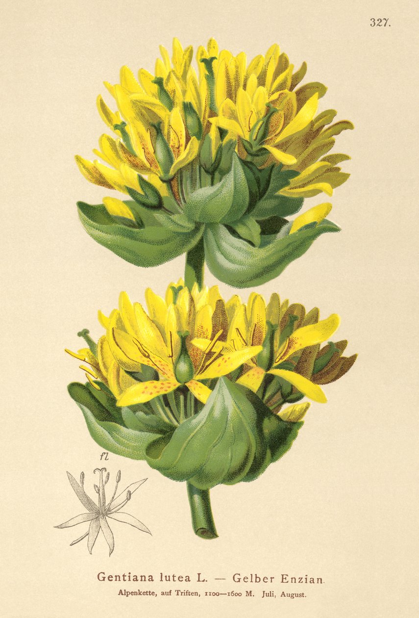 Goryczka żółta (Gentiana lutea) autorstwa German School