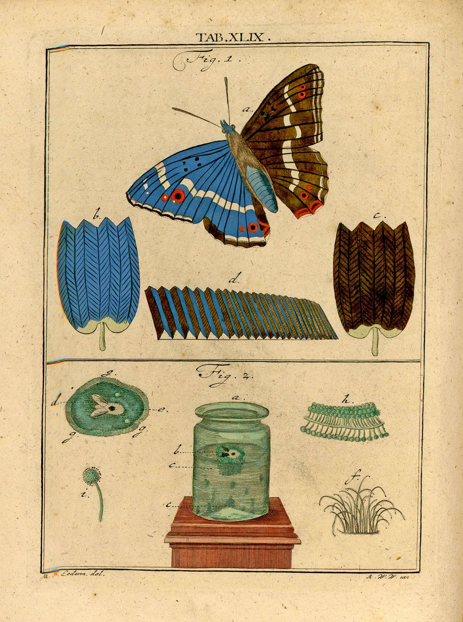 Ilustracje mikroskopijnych organizmów jednokomórkowych i łusek ze skrzydła motyla przy użyciu wczesnego mikroskopu optycznego, 1768 autorstwa German School