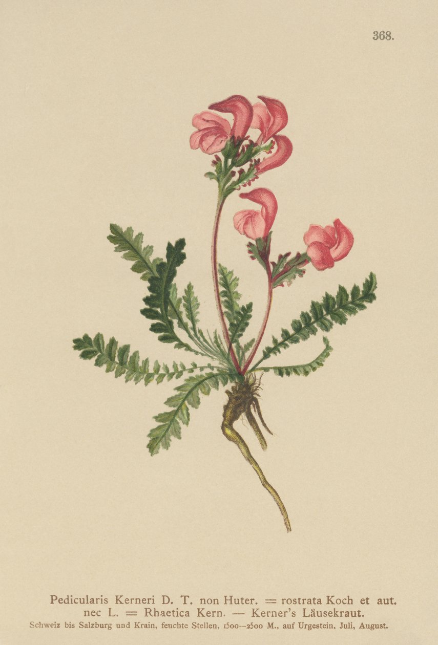 Wszawica Kernersa (Pedicularis Kerneri, Rhaetica Kerneri, Pedicularis rostrata, Pedicularis Rhaetica) autorstwa German School