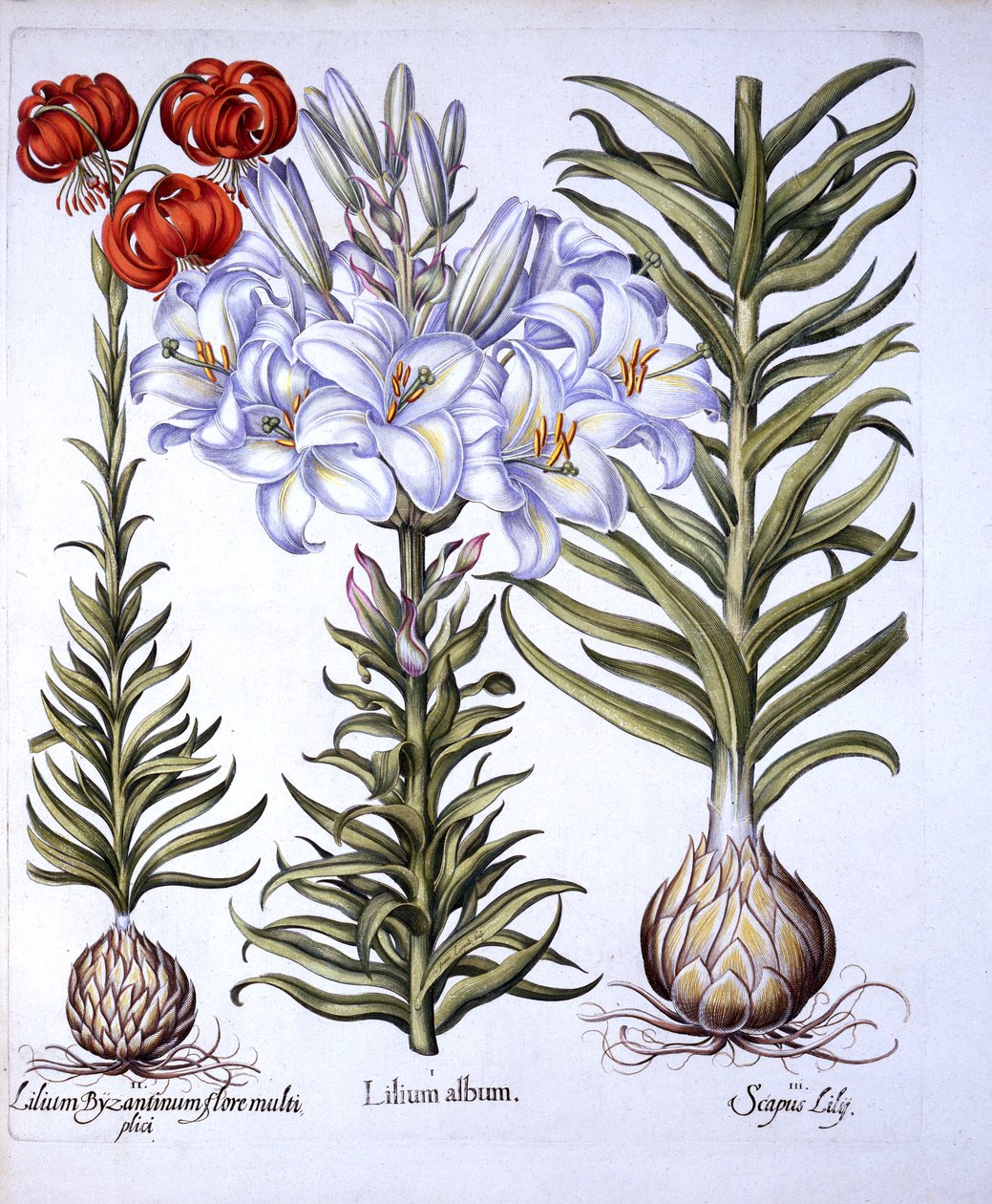 Madonna Lily and Bulb, Red Martagon Konstantynopola, z Hortus Eystettensis, Basil Besler (1561-1629), wyd. 1613 (grawerowanie ręcznie kolorowane) autorstwa German School