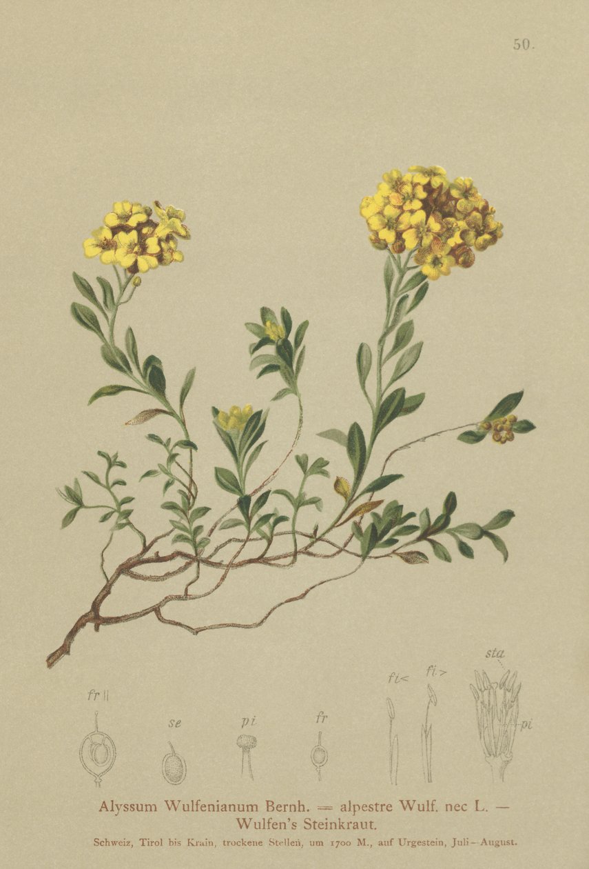 Madwort (Alyssum Wulfenianum, Alyssum alpestre) autorstwa German School