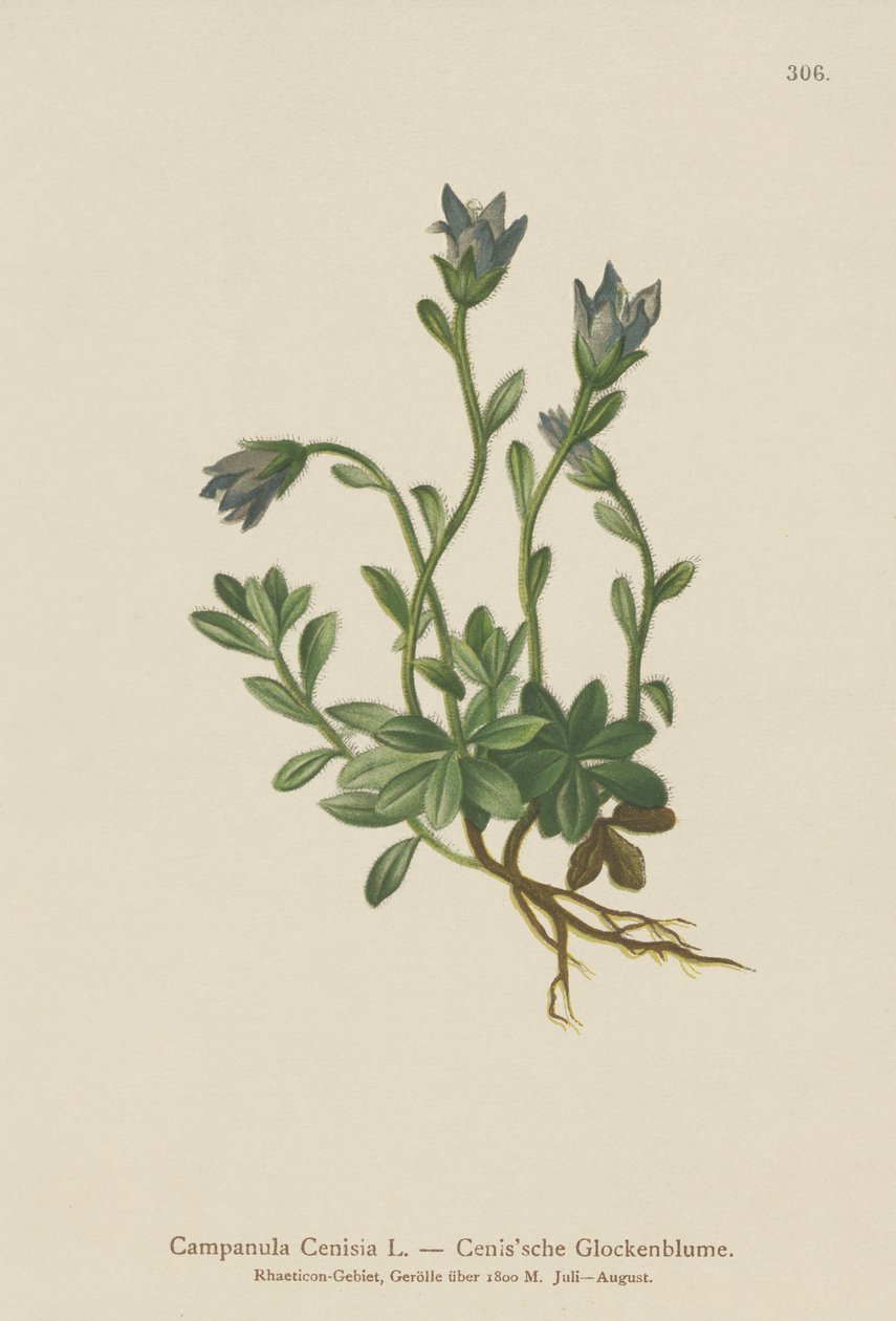 Góra Cenis Bellflower (Campanula Cenisia) autorstwa German School
