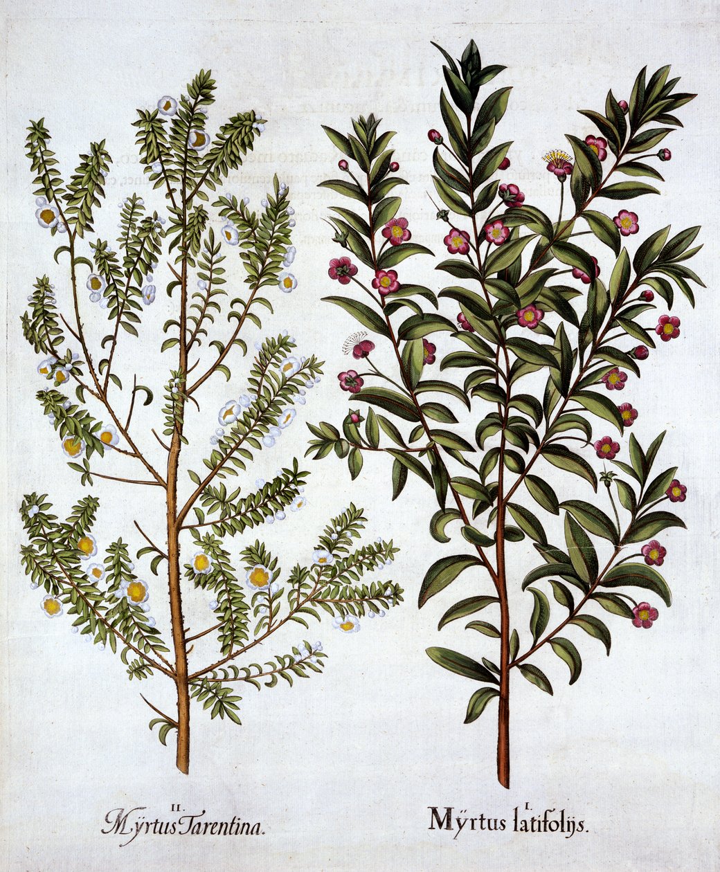 Odmiany mirtu, z Hortus Eystettensis, Basil Besler (1561-1629), wyd. 1613 (grawerowanie ręcznie kolorowane) autorstwa German School