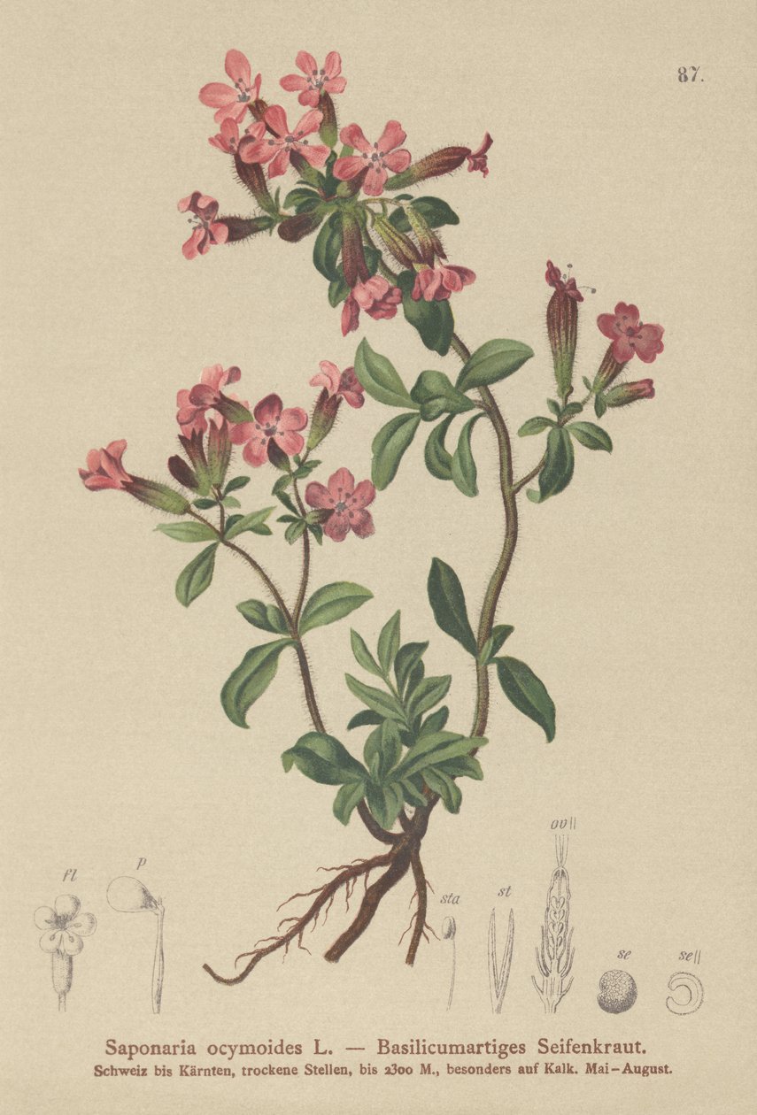 Mydlnica skalna (Saponaria ocymoides) autorstwa German School
