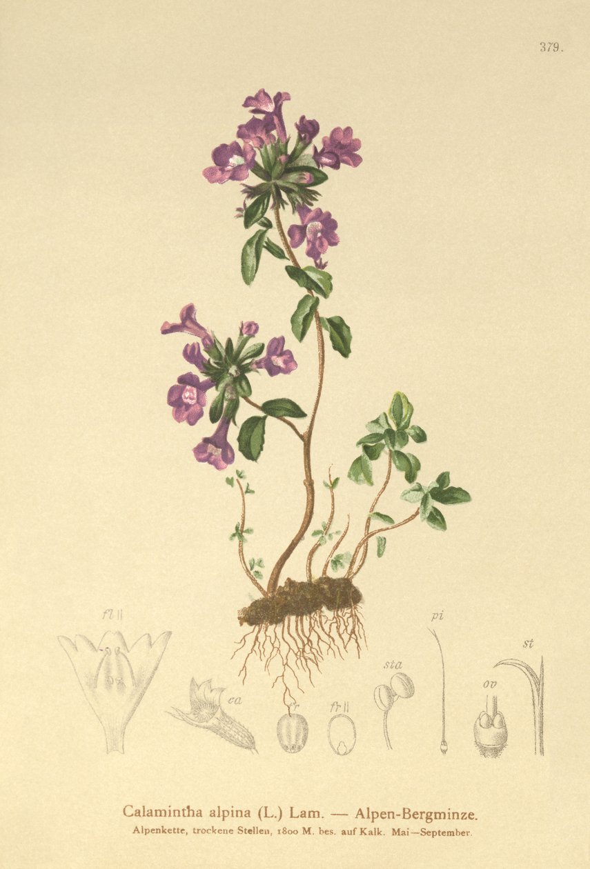 Tymianek skalny (Acinos alpinus, Calamintha alpina) autorstwa German School