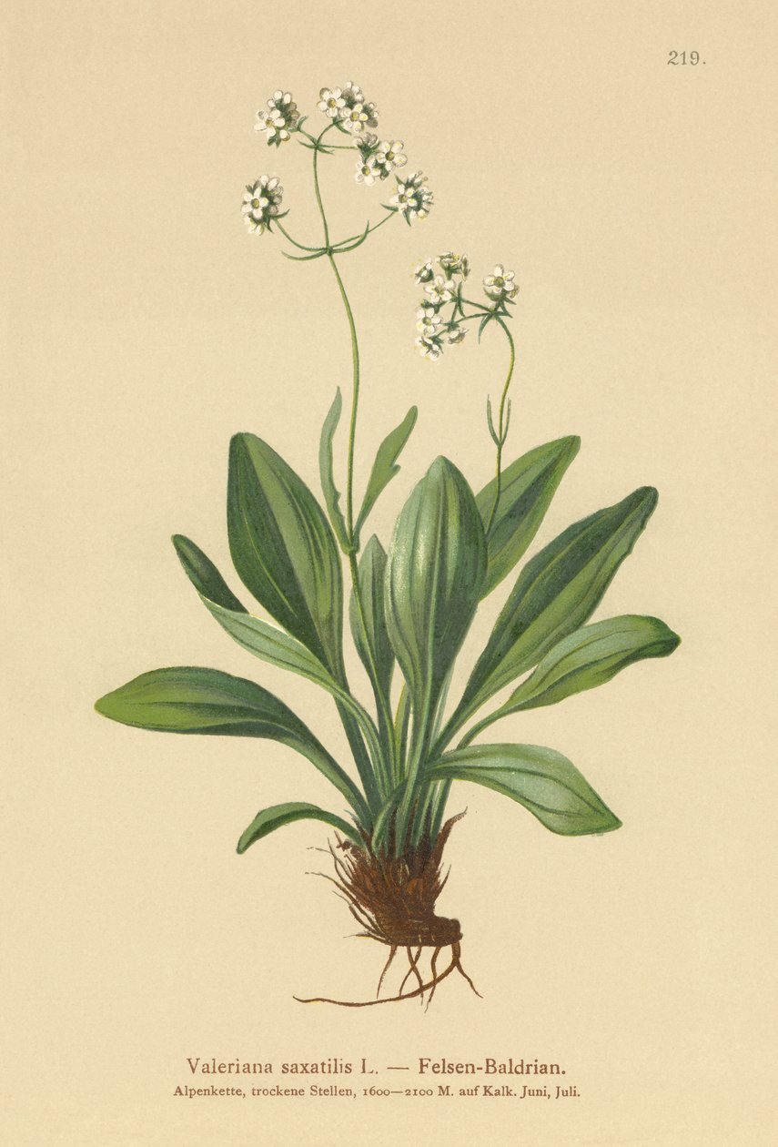 Waleriana skalna (Valeriana saxatilis) autorstwa German School