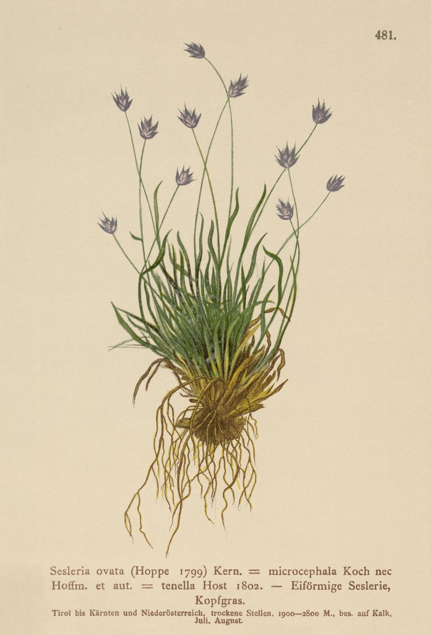 Sesleria (Sesleria ovata, Sesleria microcephala, Sesleria tenella, Psilathera ovata) autorstwa German School