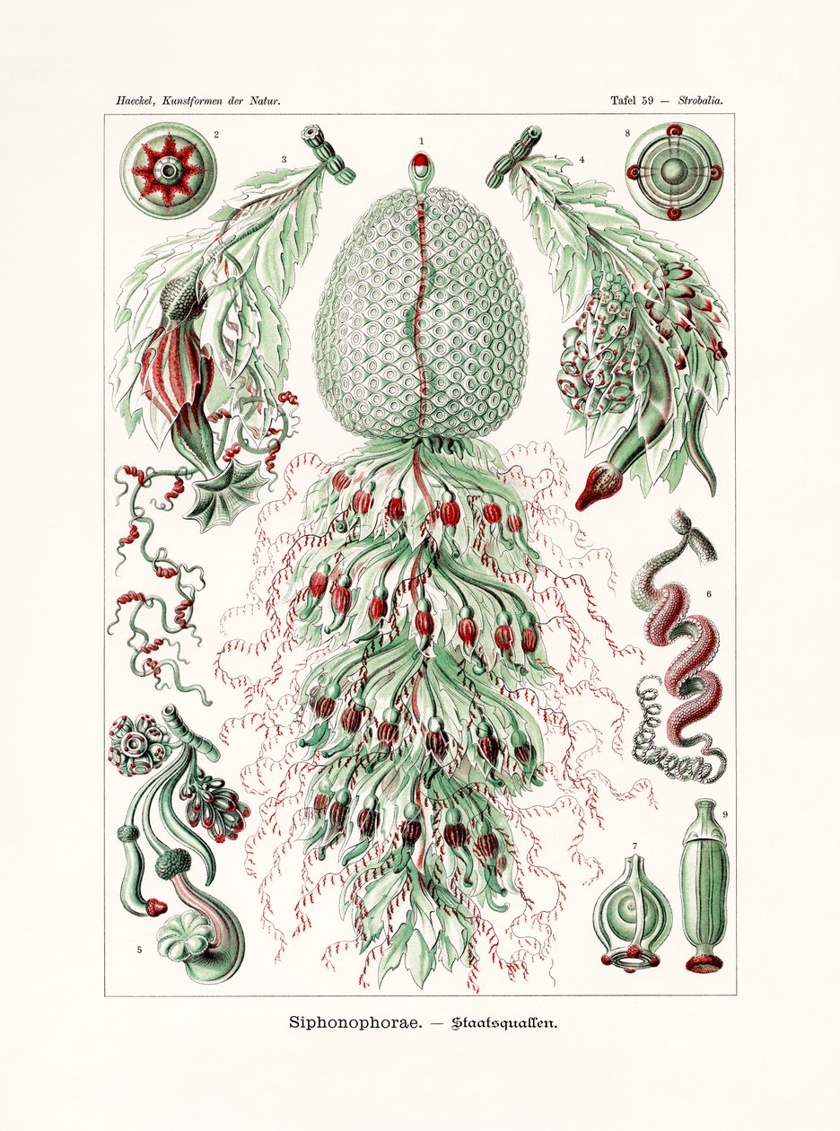 Siphonophorae, 1899-1904 autorstwa German School