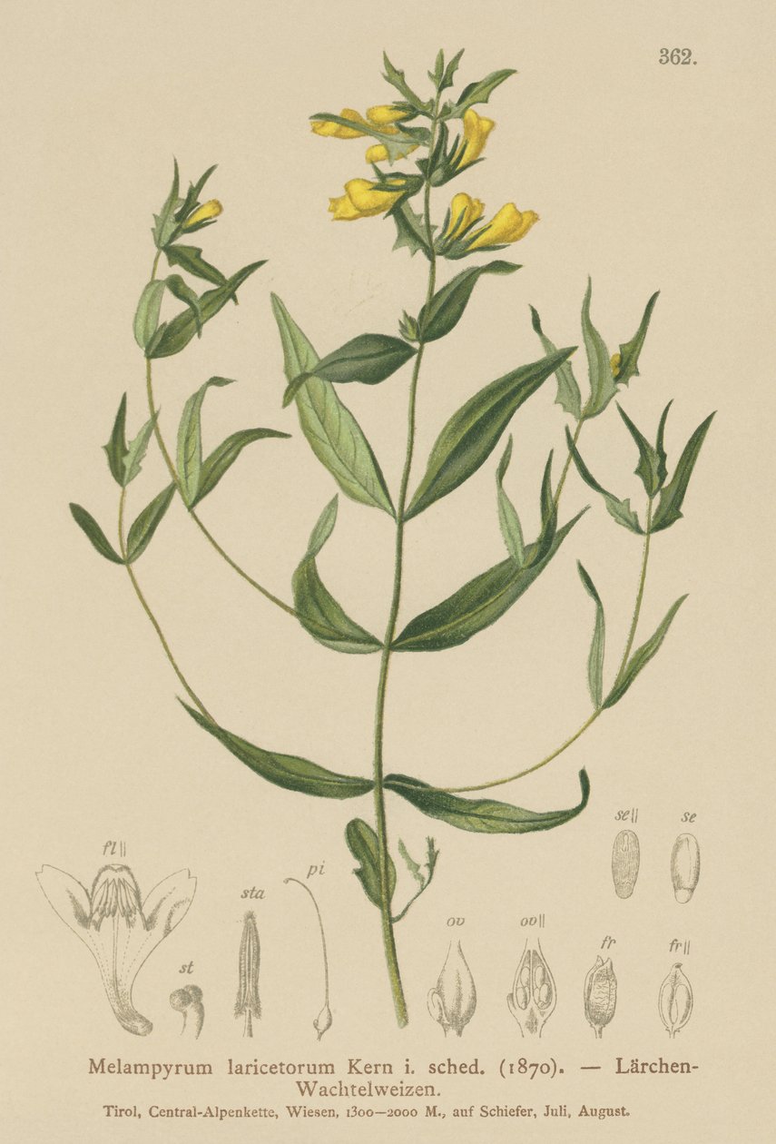 Pszenica drobna (Melampyrum laricetorum, Melampyrum carpathicum, Melampyrum sylvaticum) autorstwa German School