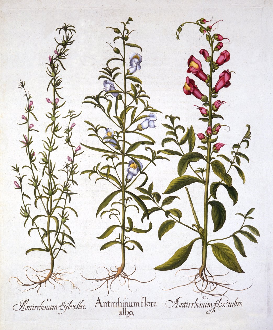 Snapdragons lub Antirrhinums, z Hortus Eystettensis, Basil Besler (1561-1629), wyd. 1613 (grawerowanie ręcznie kolorowane) autorstwa German School