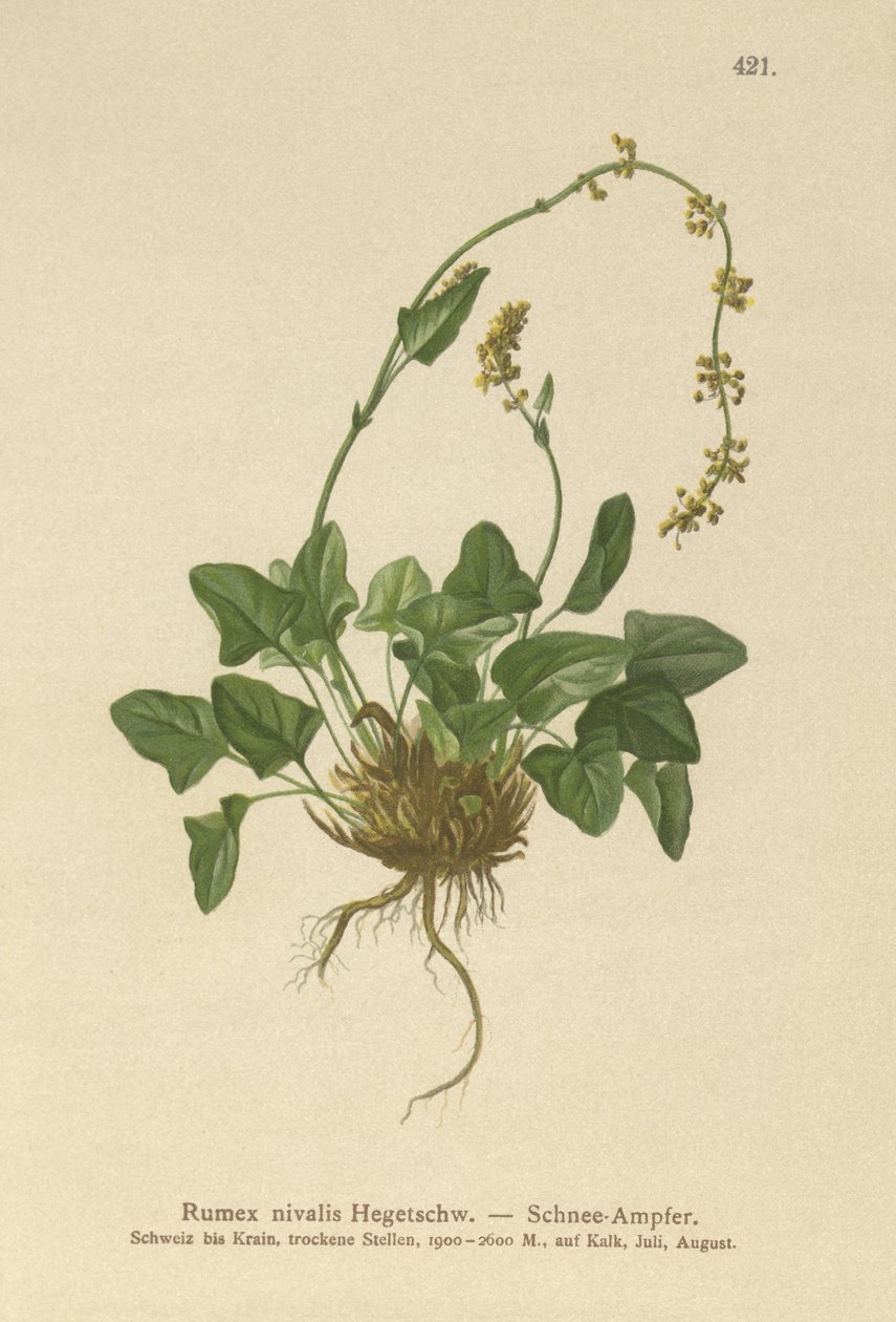 Śnieżny dok (Rumex nivalis) autorstwa German School