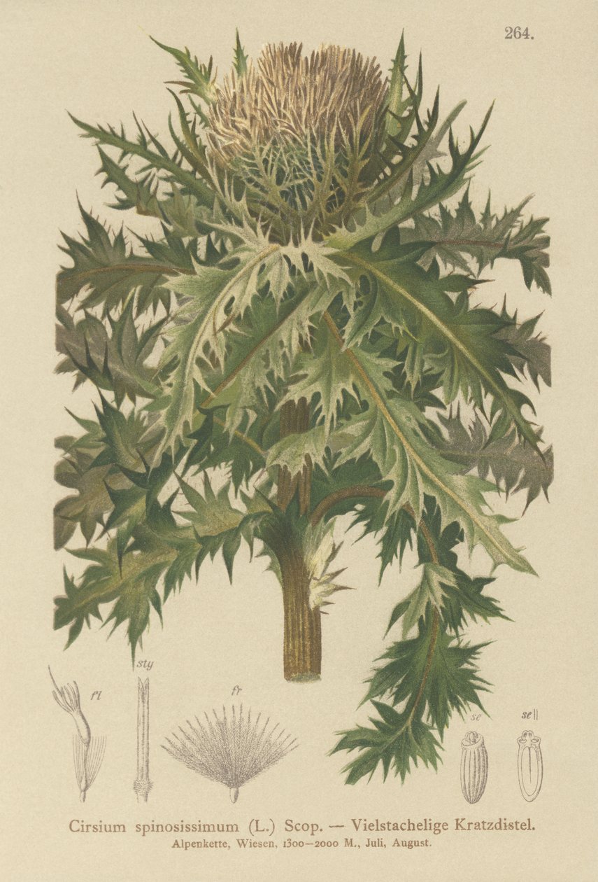 Kolczasty oset (Cirsium spinosissimum) autorstwa German School