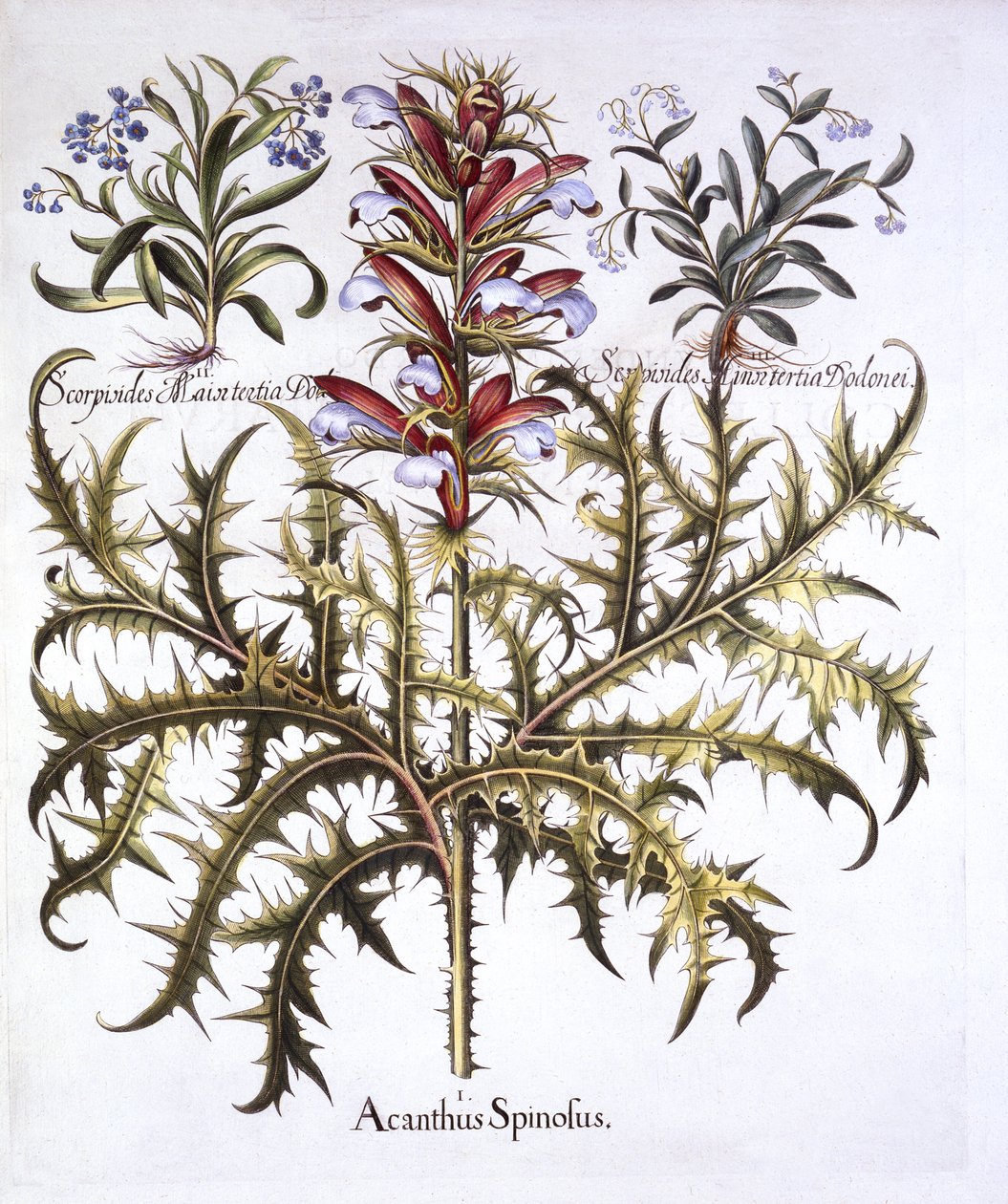 Zamek Spiny Bears i Forget-Me-Nots, z Hortus Eystettensis, Basil Besler (1561-1629), wyd. 1613 (grawerowanie ręcznie kolorowane) autorstwa German School