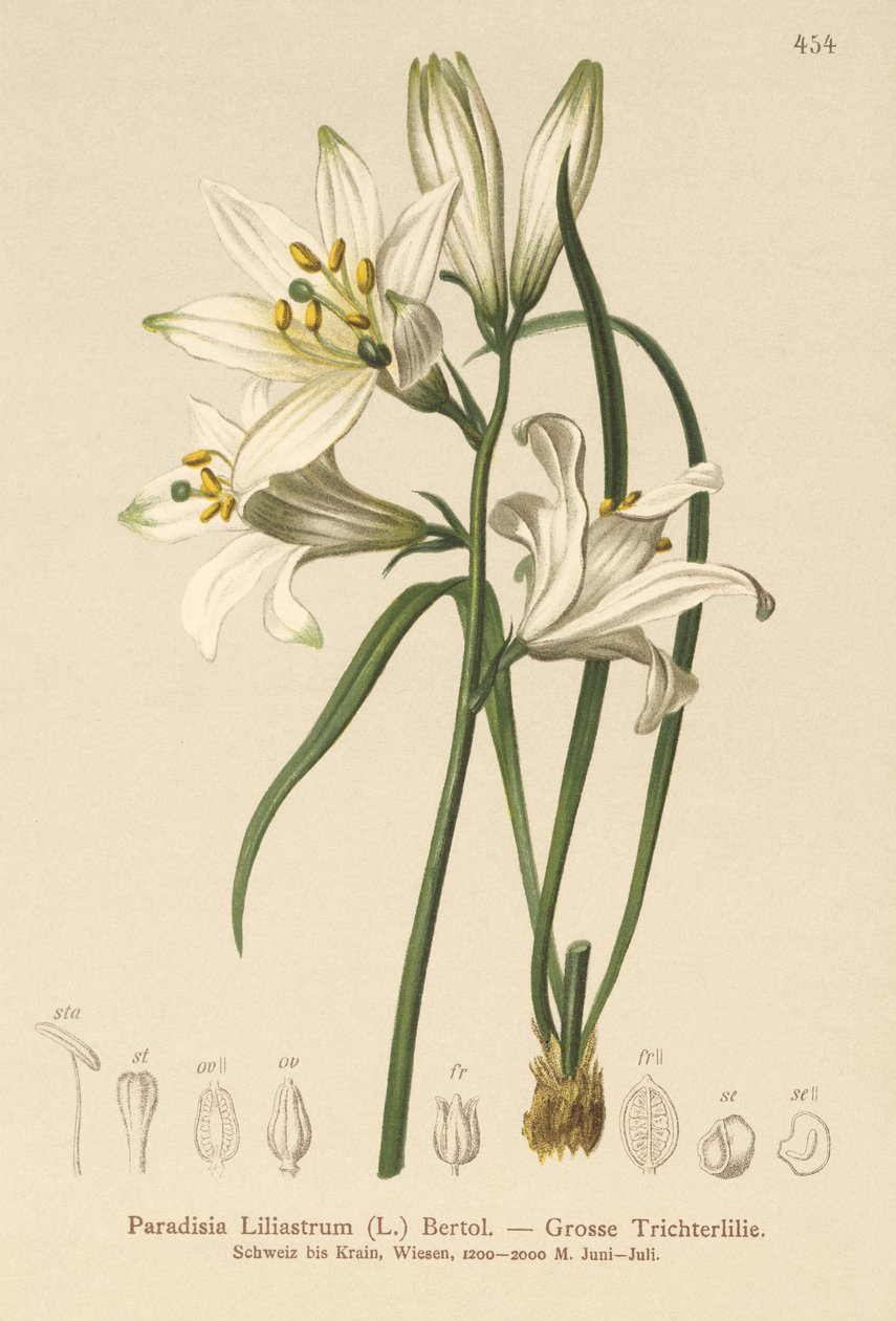 Lilia św. Brunona (Paradisia Liliastrum) autorstwa German School