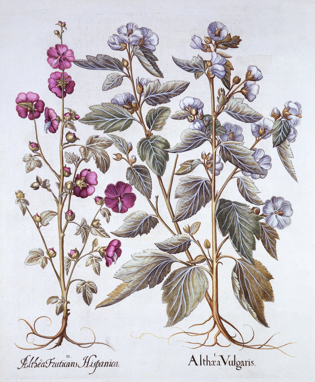 Dwie odmiany malwy, z Hortus Eystettensis, Basil Besler (1561-1629), wyd. 1613 (grawerowanie ręcznie kolorowane) autorstwa German School