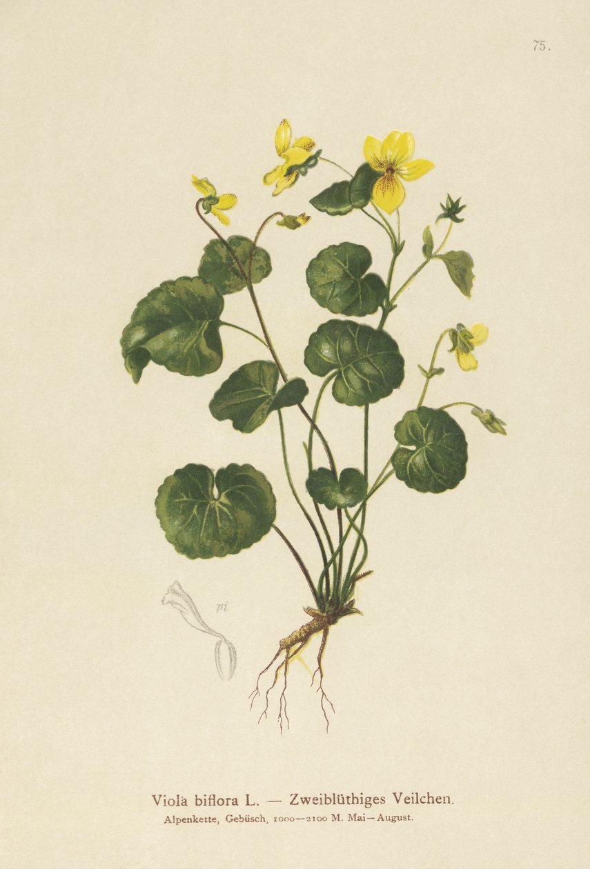 Fiolet dwukwiatowy (Viola biflora) autorstwa German School