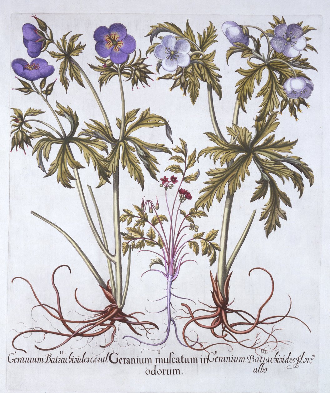 Wariacje Geranium, z Hortus Eystettensis, Basil Besler (1561-1629), wyd. 1613 (grawerowanie ręcznie kolorowane) autorstwa German School