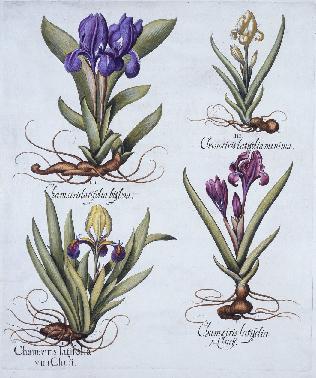 Barwny karłowaty kosaciec brodaty, Mauve karłowaty brodaty irys, kremowy karłowaty brodaty irys, niebieski karłowaty kosaciec brodaty, z Hortus Eystettensis, Basil Besler (1561-1629), wyd. 1613 (ręcznie malowany ang autorstwa German School