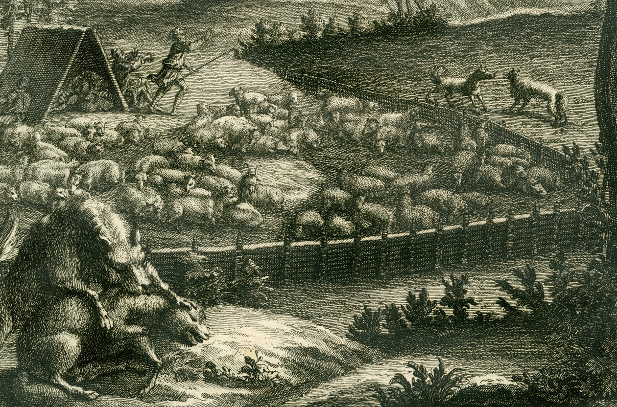 Wilk atakujący owcę, 1731 (rycina miedziana) (detal 398066) autorstwa German School