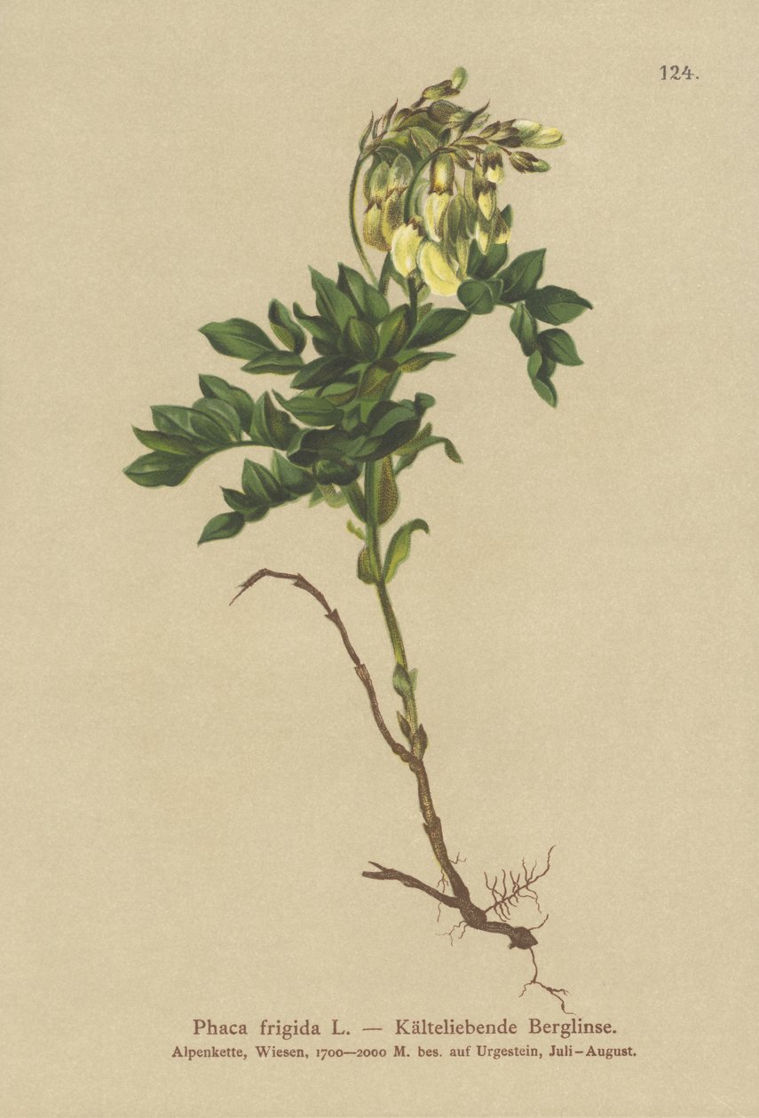 Żółty alpejski zegarek mleczny (Foca Frigidi, Astragalus Frigidis, Foca Acharita, Drink Frigidi) autorstwa German School