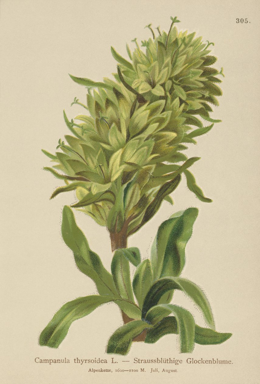 Dzwonek żółty (Campanula thyrsoidea, Campanula thyrsoides, Campanula macrorhiza) autorstwa German School