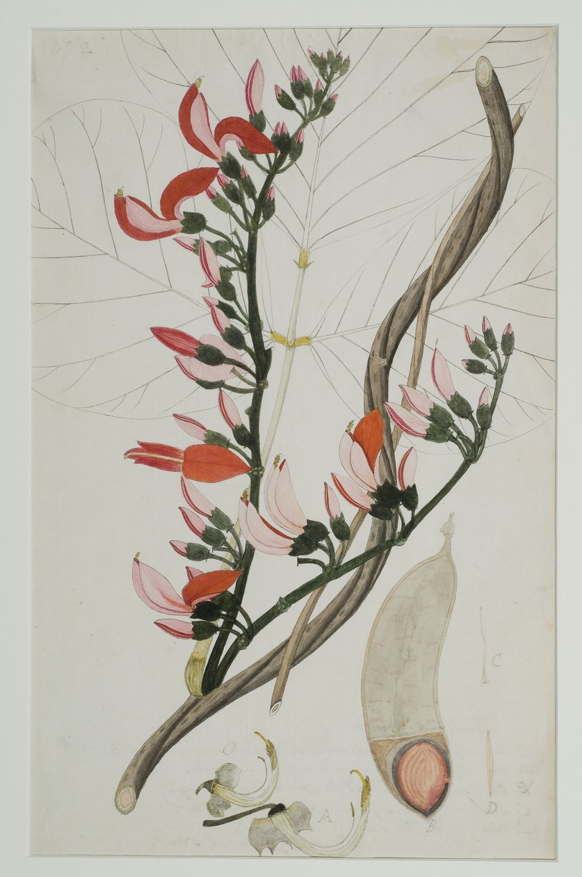 Butea superba Willd, 1787 (wc na papierze) autorstwa Indian School