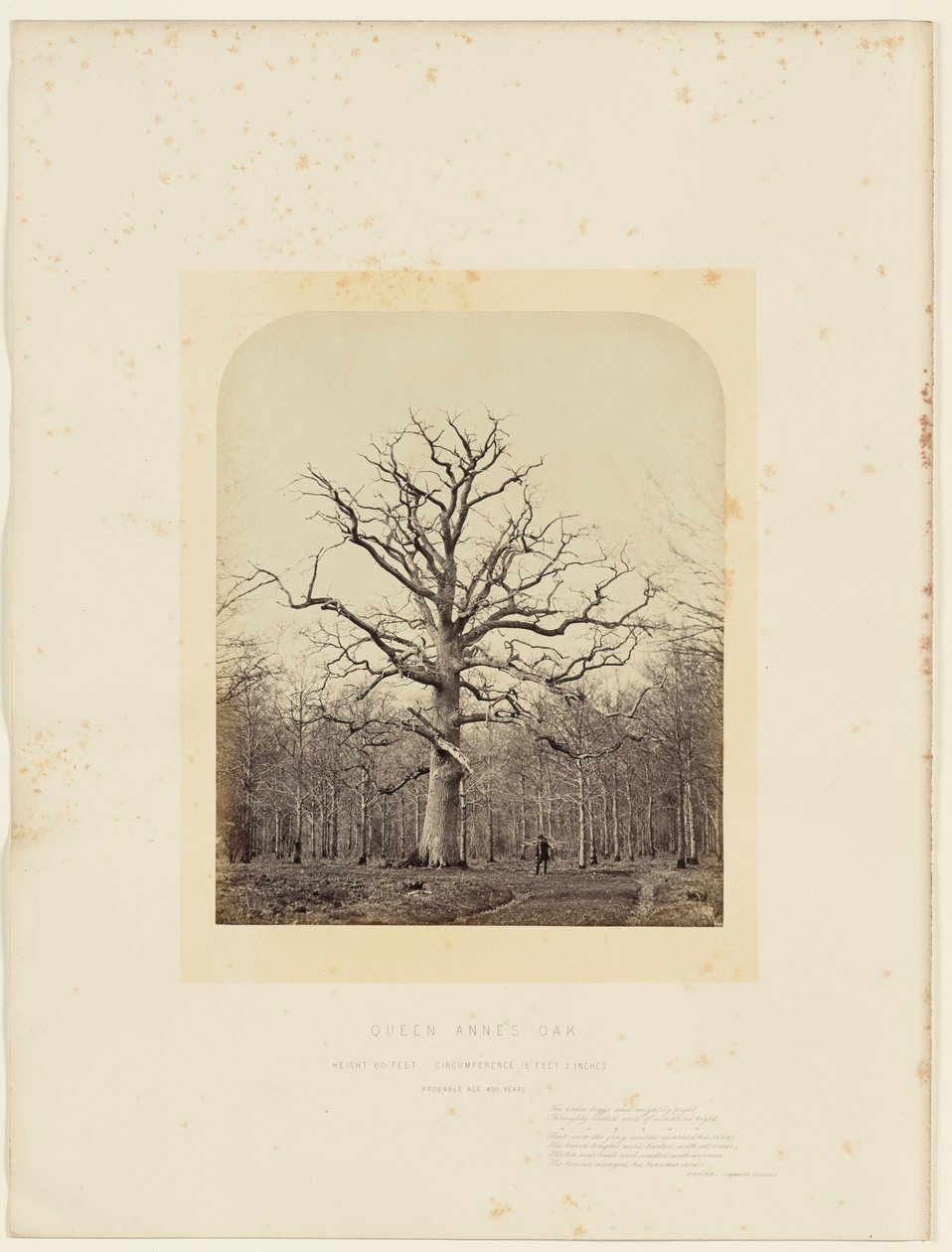 Dąb Królowej Anny autorstwa 14th Earl of Caithness James Sinclair