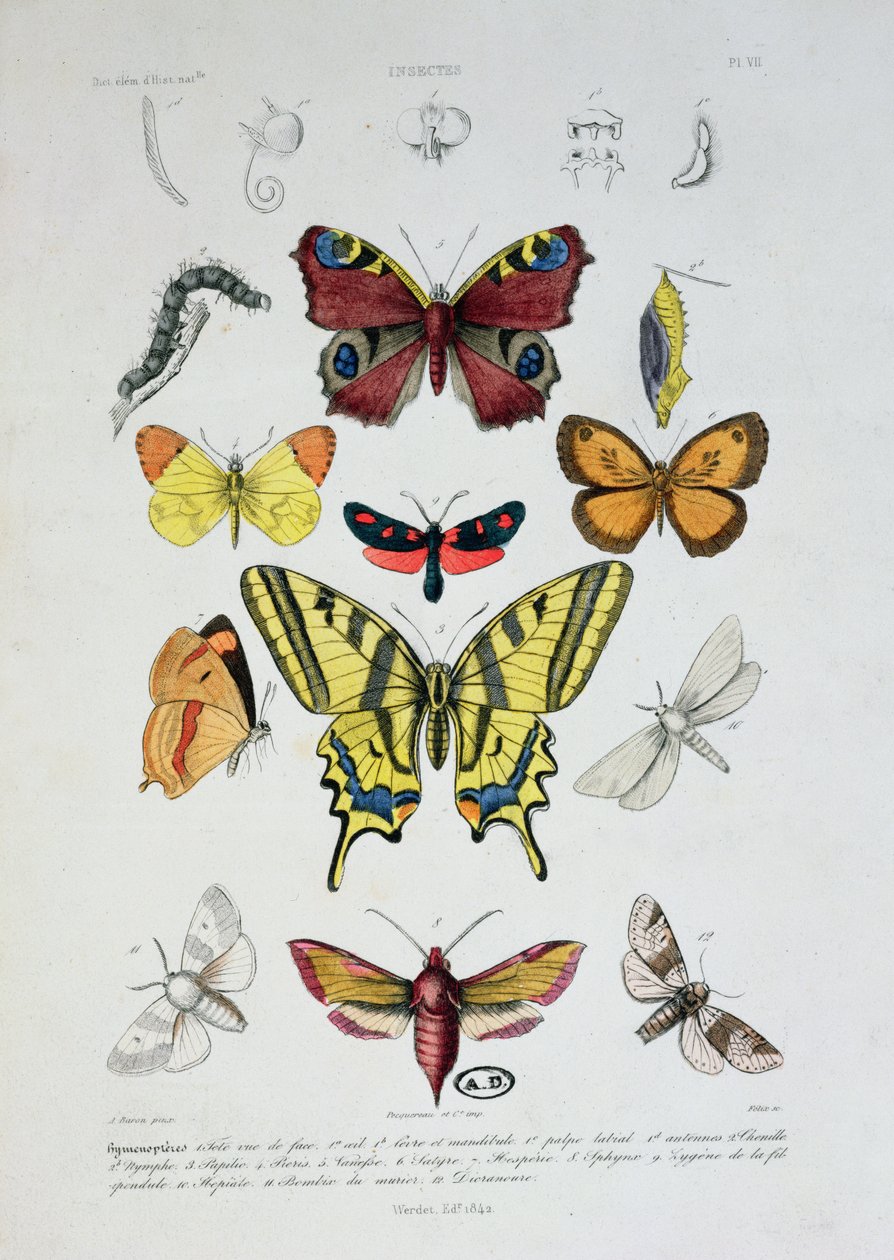 Różne motyle, z Dictionnaire Elementaire dHistoire Naturelle, grawerowane przez Felixa, 1842 autorstwa A. Baron