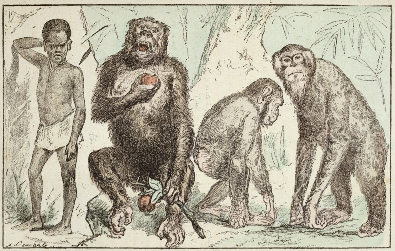 Ewolucja człowieka od ssaków, z „La Creation Naturelle et les Etres Vivants” doktora Julesa Rengade (ur. 1841), 1883 (kolorowe grawerowanie) autorstwa A. Demarle