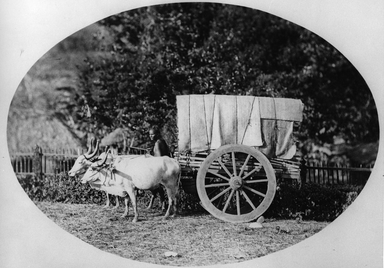Wóz z indiańskim wołem, ok. 1886 (bw zdjęcie) autorstwa A. T. W. Penn