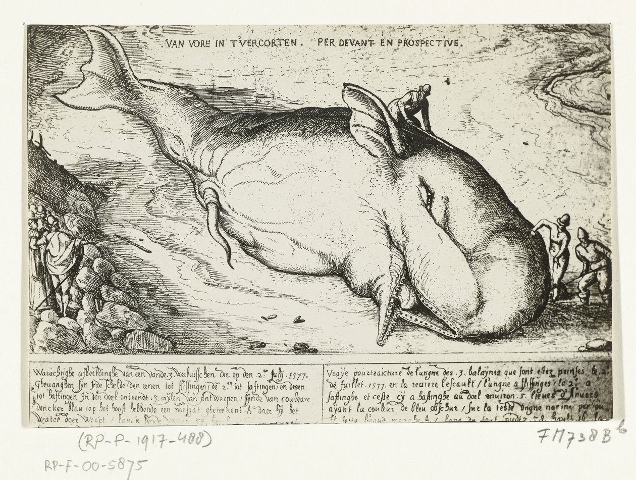 Odcisk wyrzuconego wieloryba w pobliżu Antwerpii, 2 lipca 1577 r. autorstwa A.B. van Deinse