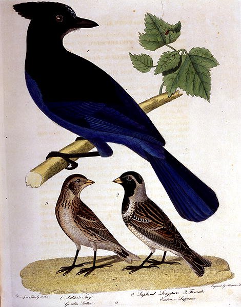 Sójka Stellera i Lapland Longspur, grawerowane przez Alexandra Lansona (kolorowy grawerunek) autorstwa A. (after) Rider