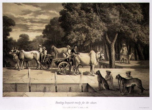 Polowanie na lamparty gotowe do pościgu, z „Podróży po Indiach”, ryty przez Louisa Henri de Ruddera (1807–81) wyd. w Londynie autorstwa A. (after) Soltykoff