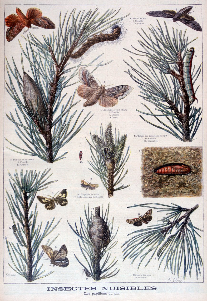 Harmful insects: butterflies and moths that damage pine trees, 1897   1204161   pl       polish Successfully Translated  Original: Tapestries Ko-ssu, Possibly Ming dynasty, 1368-1644. Translat: Tapestries Ko-ssu, Possibly Ming dynasty, 1368-1644. 1206597 p autorstwa A Clement