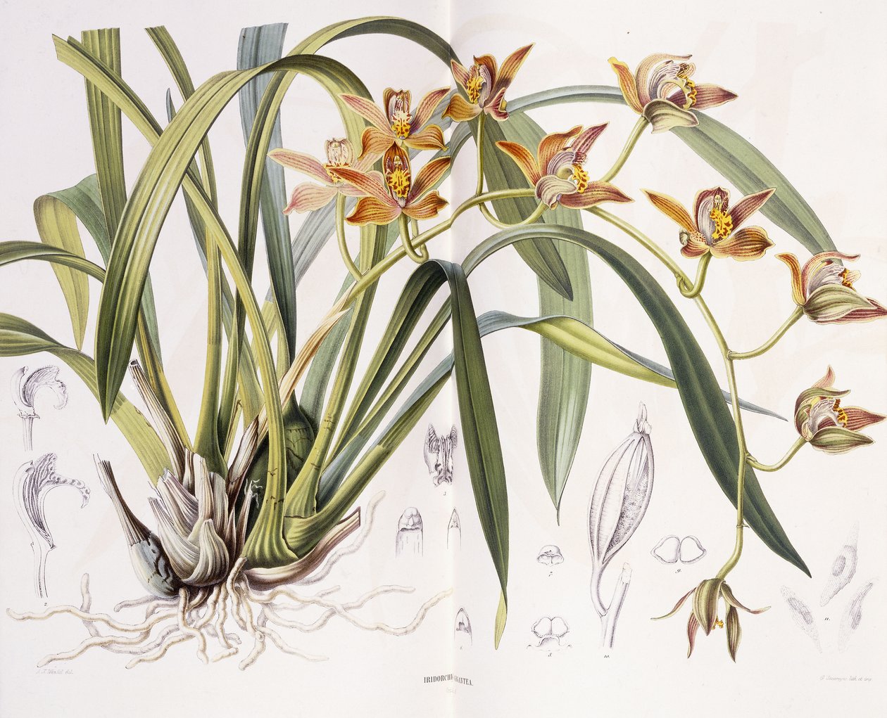 Olbrzymi Iridorchis, 1867 autorstwa A. J. Wendel