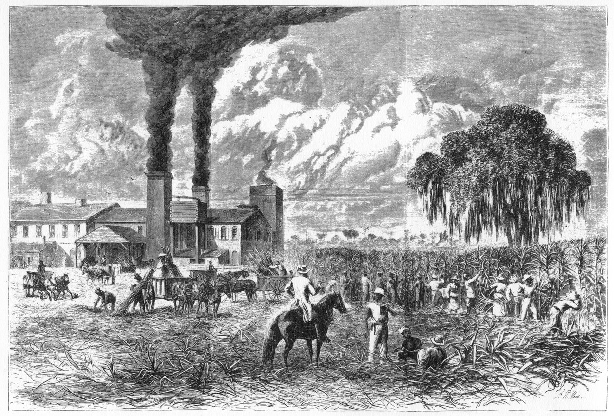 Plantacja cukru, Nowy Orlean, 1870. autorstwa A. R. Ward